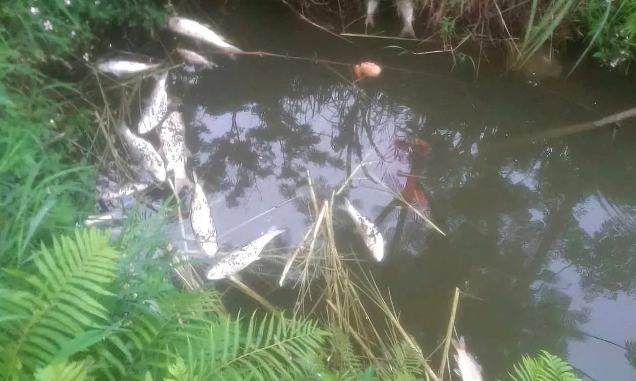 Xử phạt hành chính chủ trại heo xả thải gây ô nhiễm