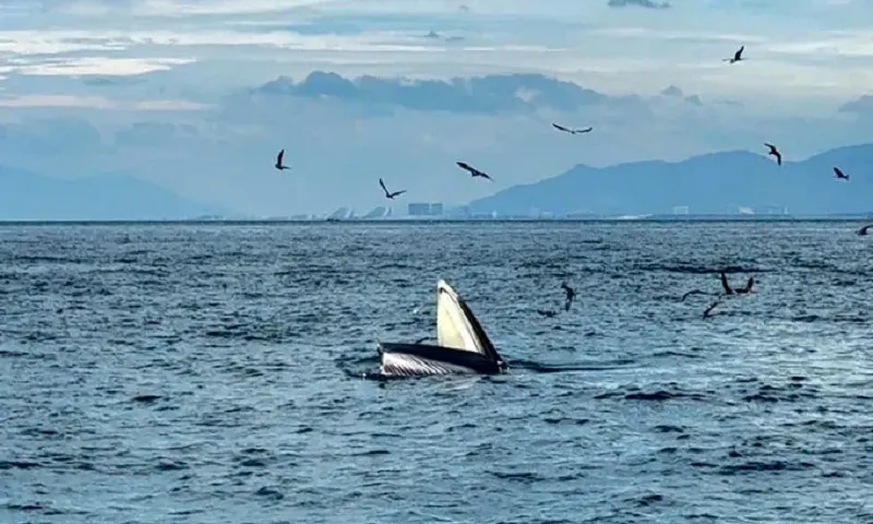 Cá voi liên tục xuất hiện tại Vịnh Nha Trang