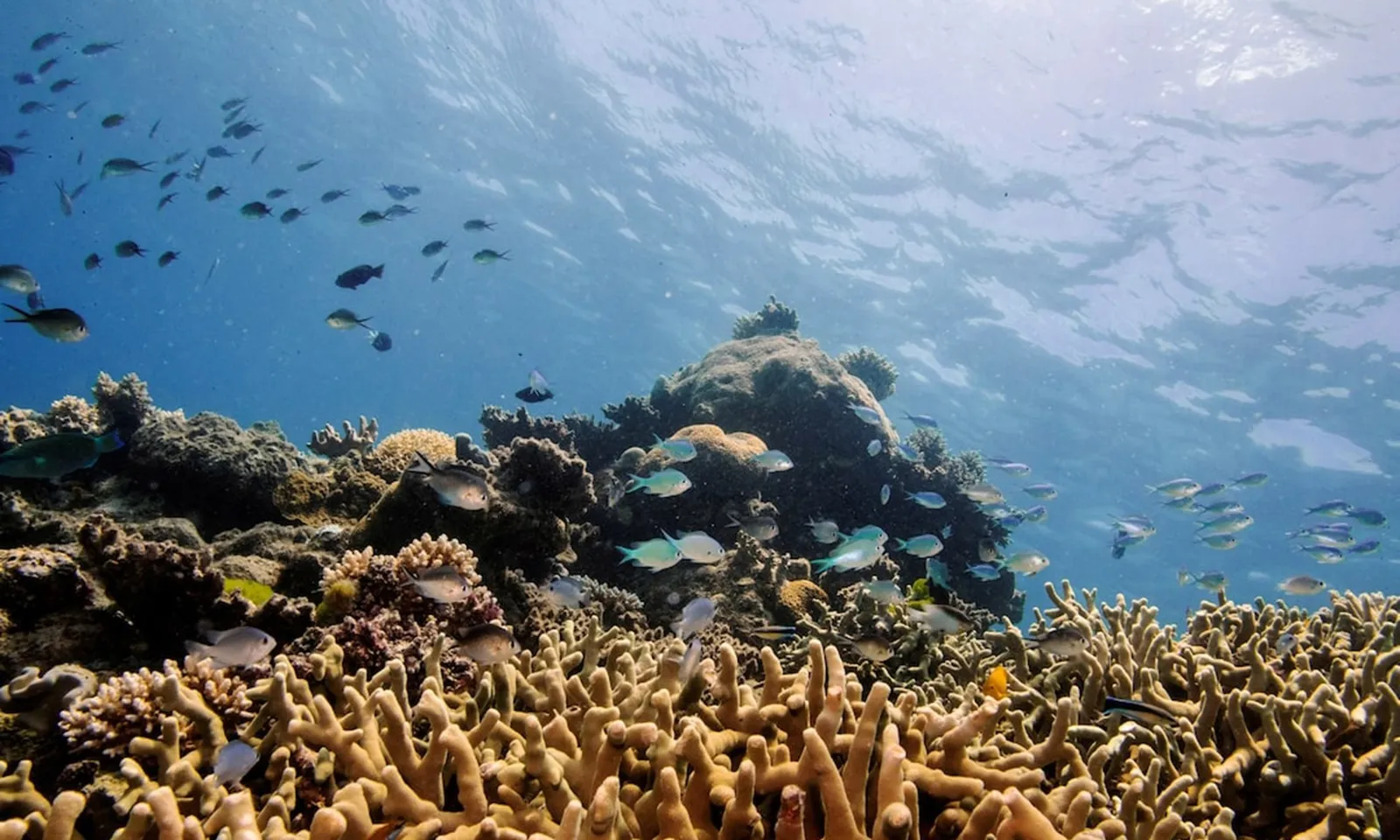 Úc: Rạn san hô Great Barrier ghi nhận mức suy giảm kỷ lục