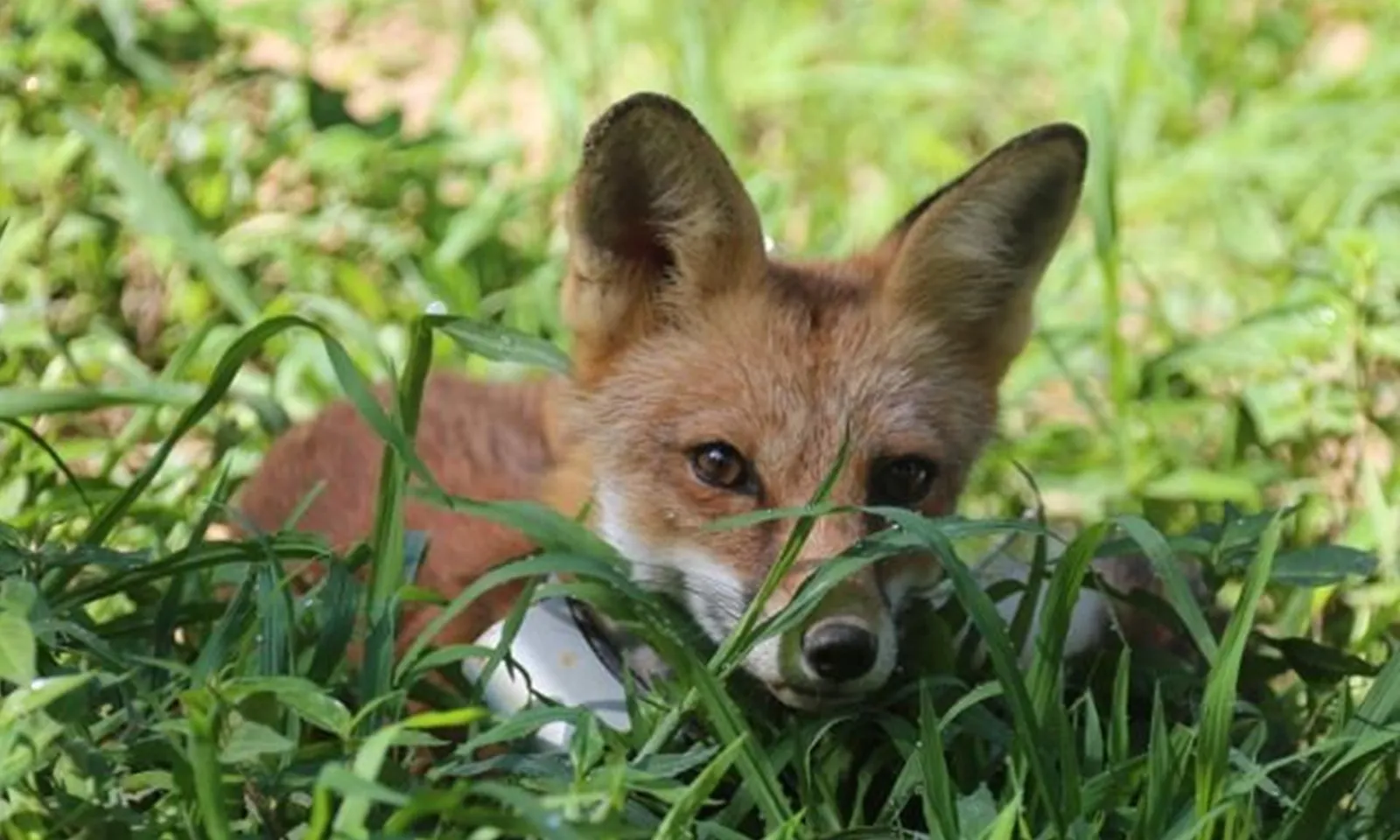 Hàn Quốc thả 30 con cáo đỏ có nguy cơ tuyệt chủng về tự nhiên