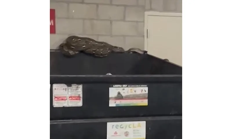 Con trăn dài 6 mét nằm trong bãi xe ở Los Angeles