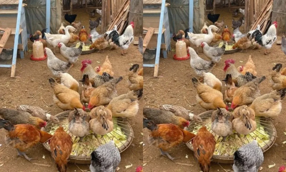 Không thể ly hôn vì… đàn gà