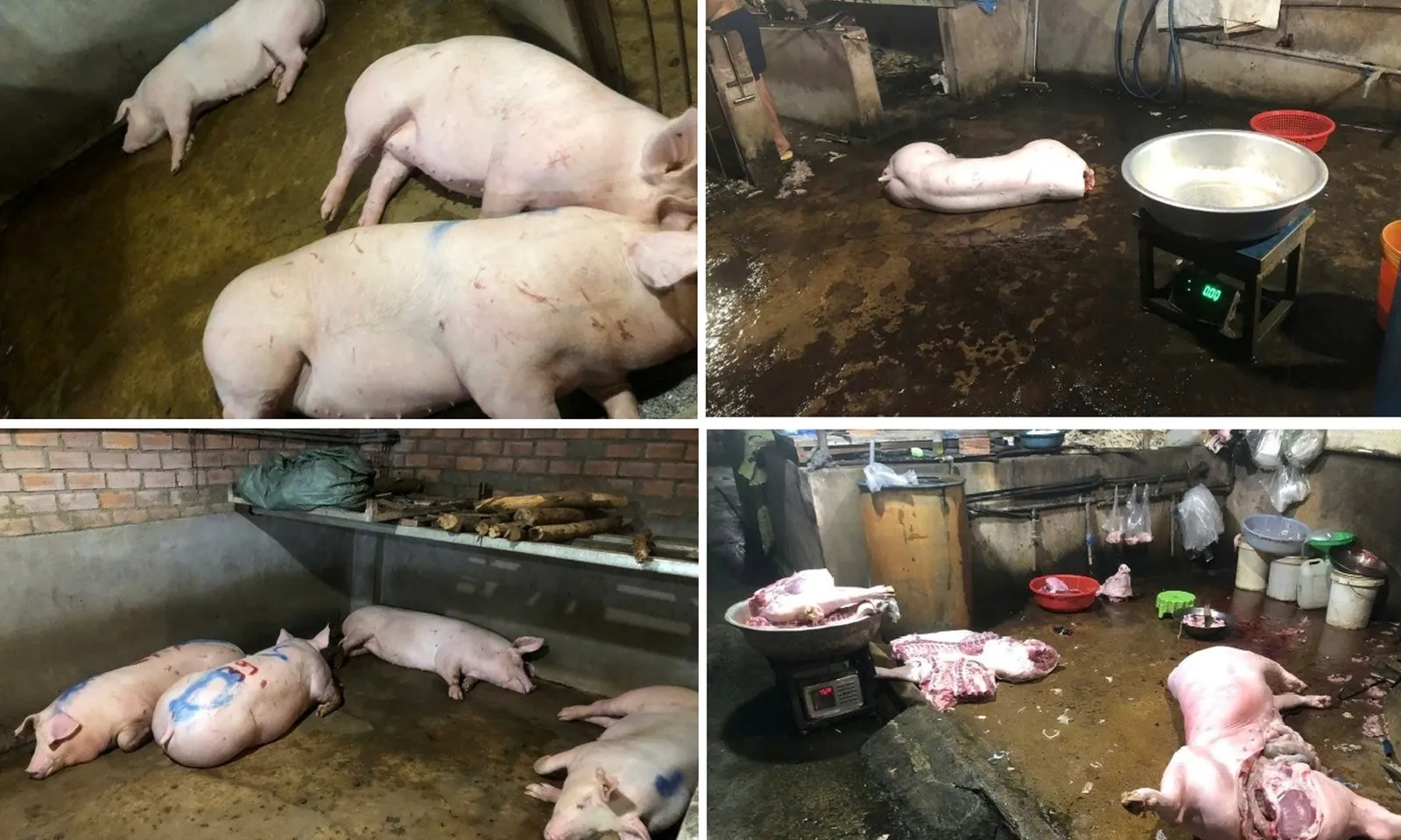 Phát hiện 3 lò mổ heo không phép, xả chất thải nội tạng heo xuống suối