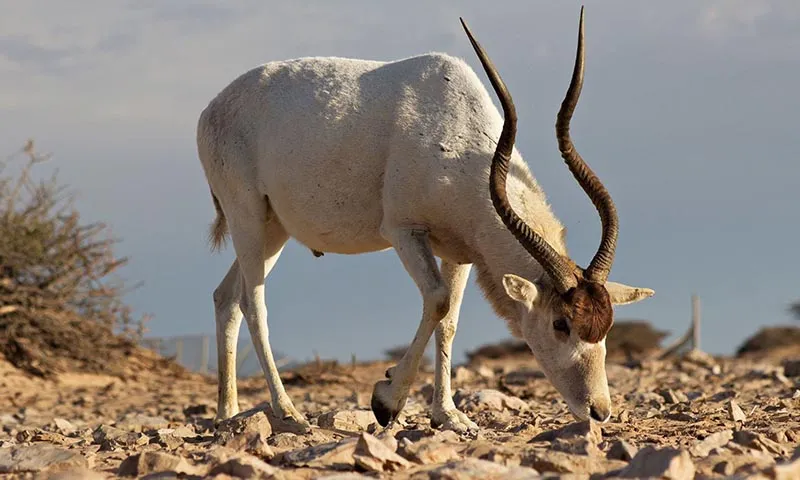 Một con linh dương Addax cái trưởng thành 