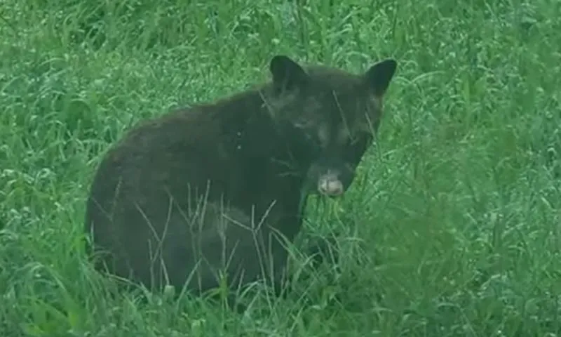 Phát hiện 1 loài động vật bí ẩn mà các chuyên gia chưa xác định là con gì