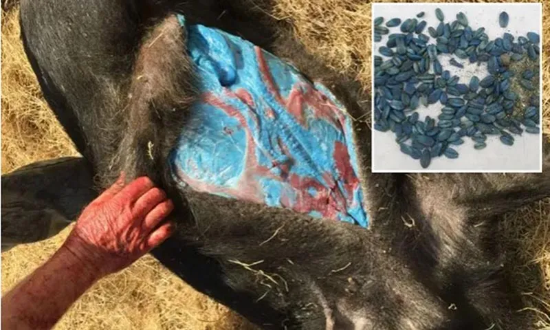 Kinh hoàng phát hiện heo rừng có thịt màu xanh neon!