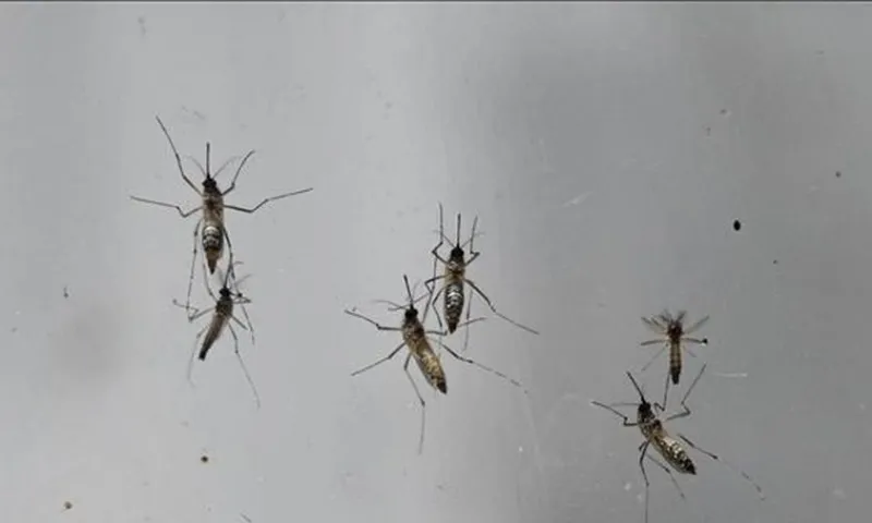 Hàng ngàn ca Chikungunya, Trung Quốc siết chặt kiểm soát dịch