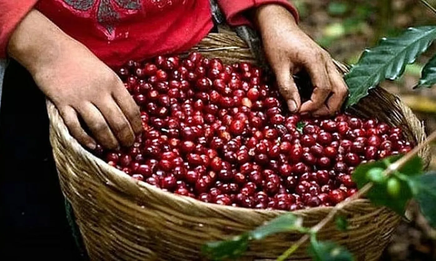 Giá cà phê, hồ tiêu cùng tăng, lập đỉnh trong tuần