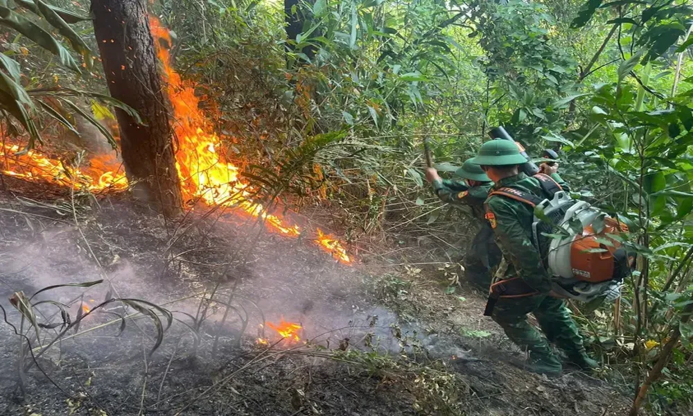 Đốt ong giữa trời nắng, gây cháy 2.500m² rừng phòng hộ