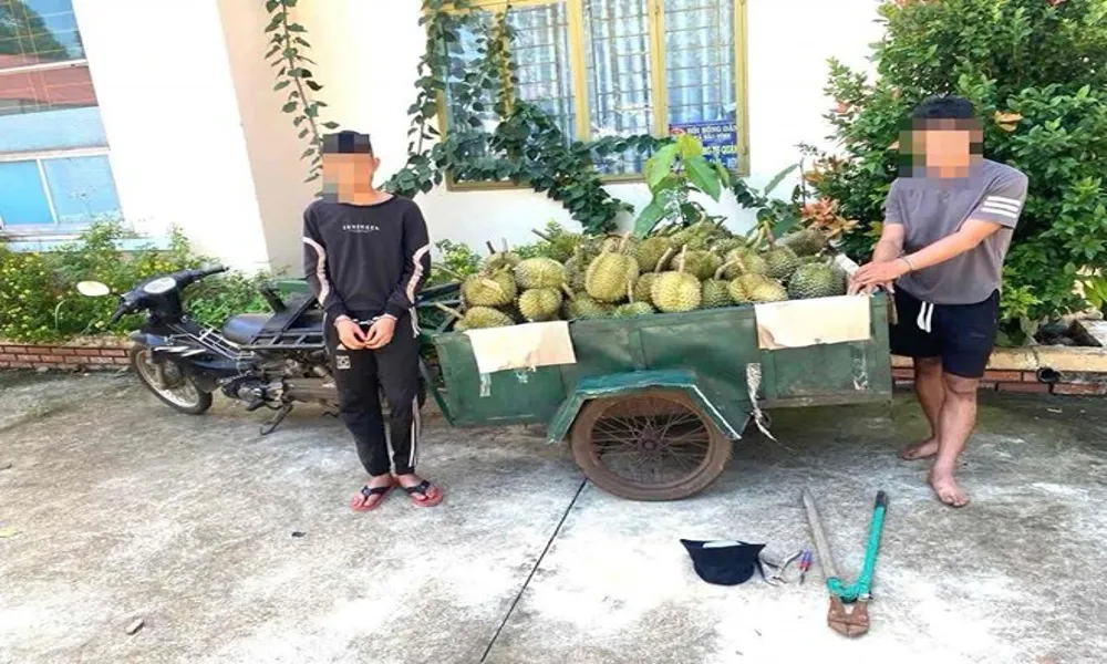 Đồng Nai: Bắt nhóm trộm hơn 1 tấn sầu riêng trong hai ngày