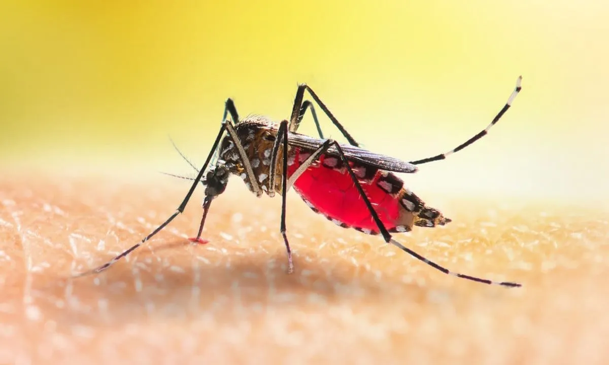 Hong Kong ghi nhận ca bệnh chikungunya đầu tiên kể từ năm 2019