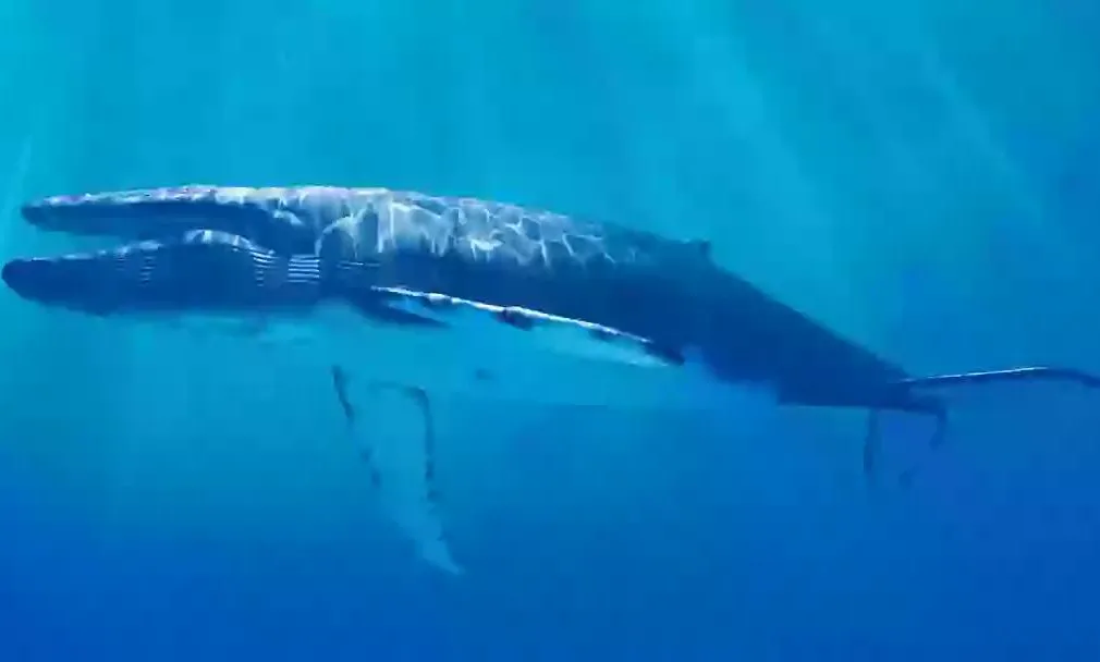 Cá voi xanh im lặng – tín hiệu báo động từ đại dương 