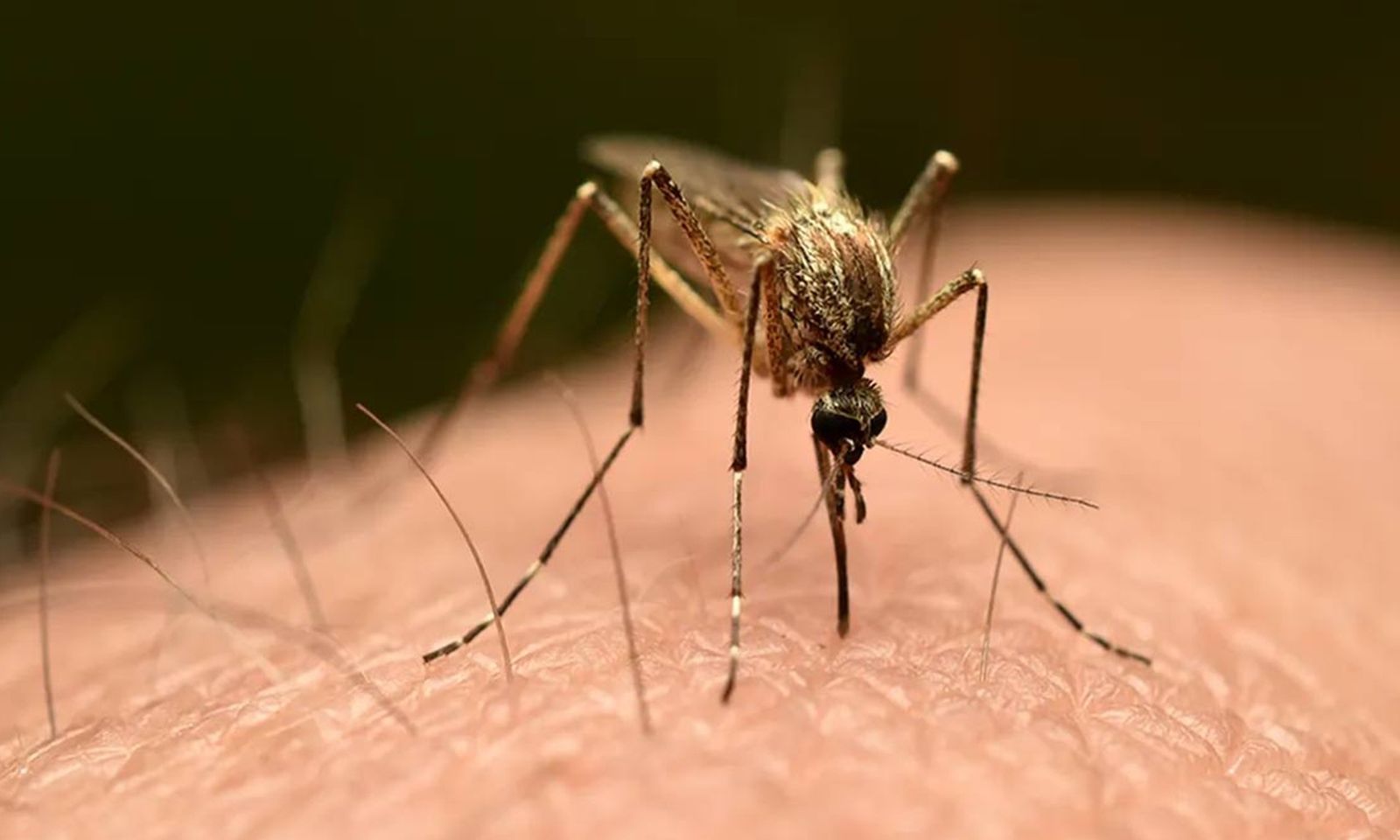 Chưa phát hiện ca bệnh Chikungunya tại TPHCM