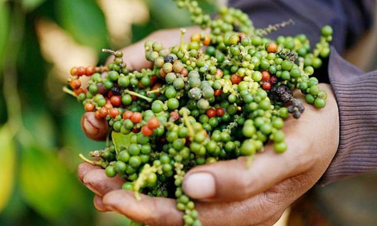 Giá tiêu tăng nhẹ, triển vọng tăng nhờ nguồn cung thấp hơn nhu cầu