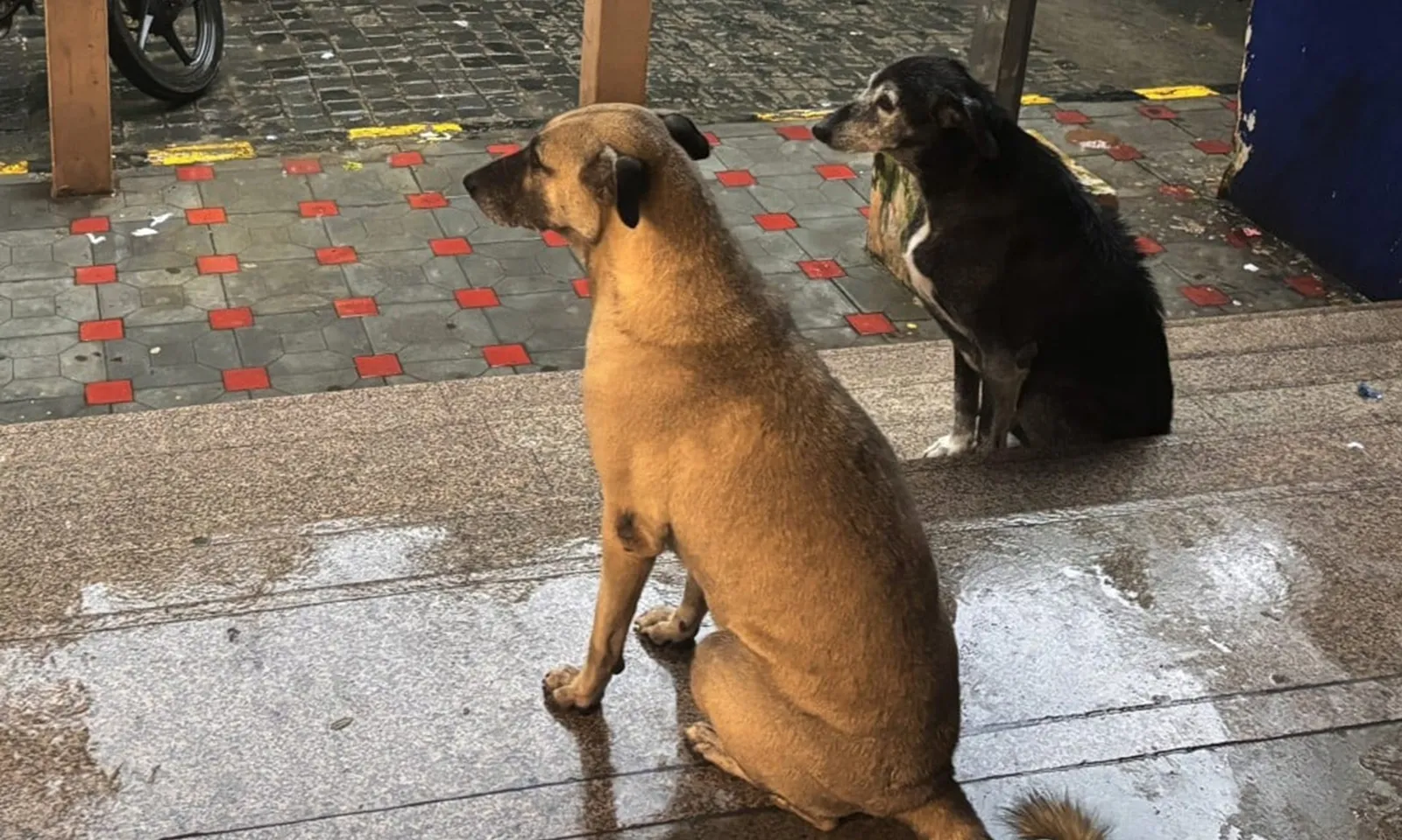 Ấn Độ yêu cầu di dời 60.000 con chó hoang khỏi Delhi