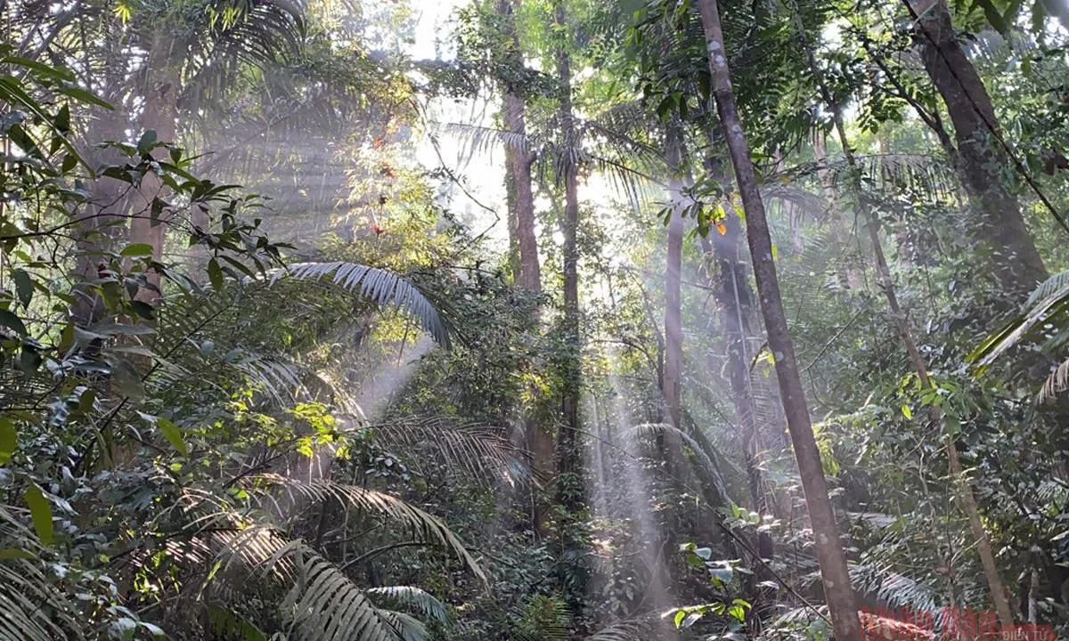 Phát hiện gấu ngựa và cua bay tại Vườn Quốc gia Chư Mom Ray, Quảng Ngãi