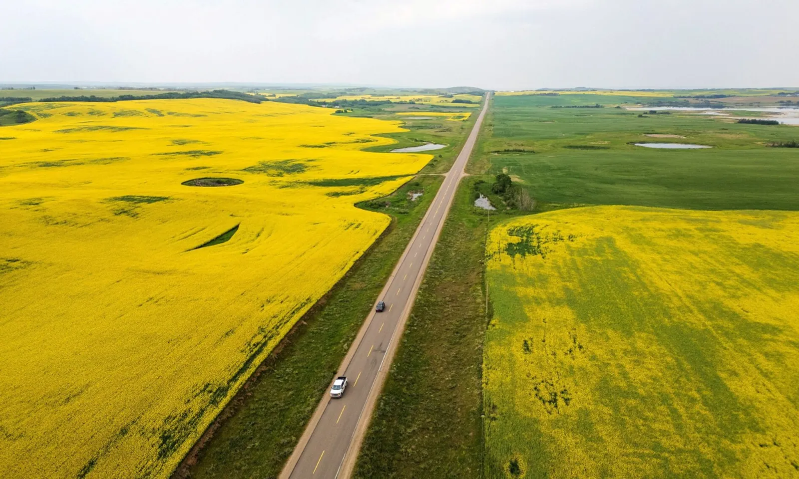 Trung Quốc áp thuế tạm thời 75,8% đối với cải dầu Canada