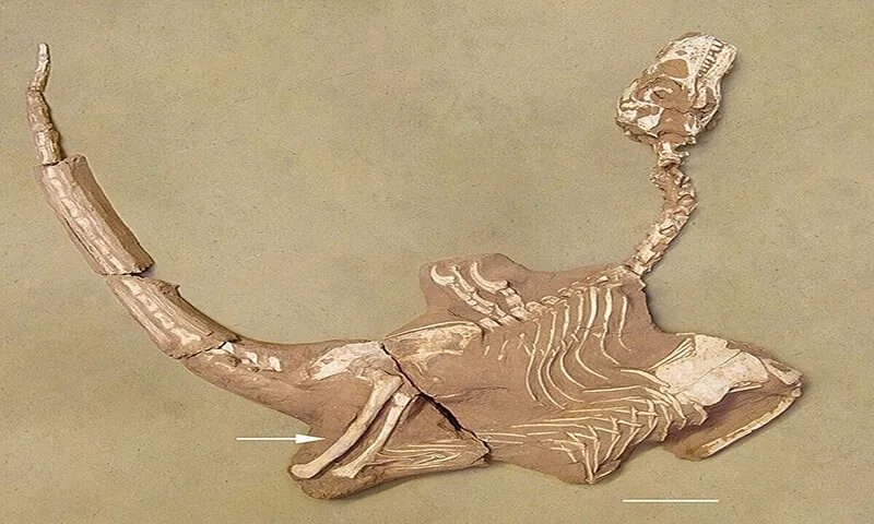 Phát hiện loài khủng long mới với đôi tay “cực khỏe”