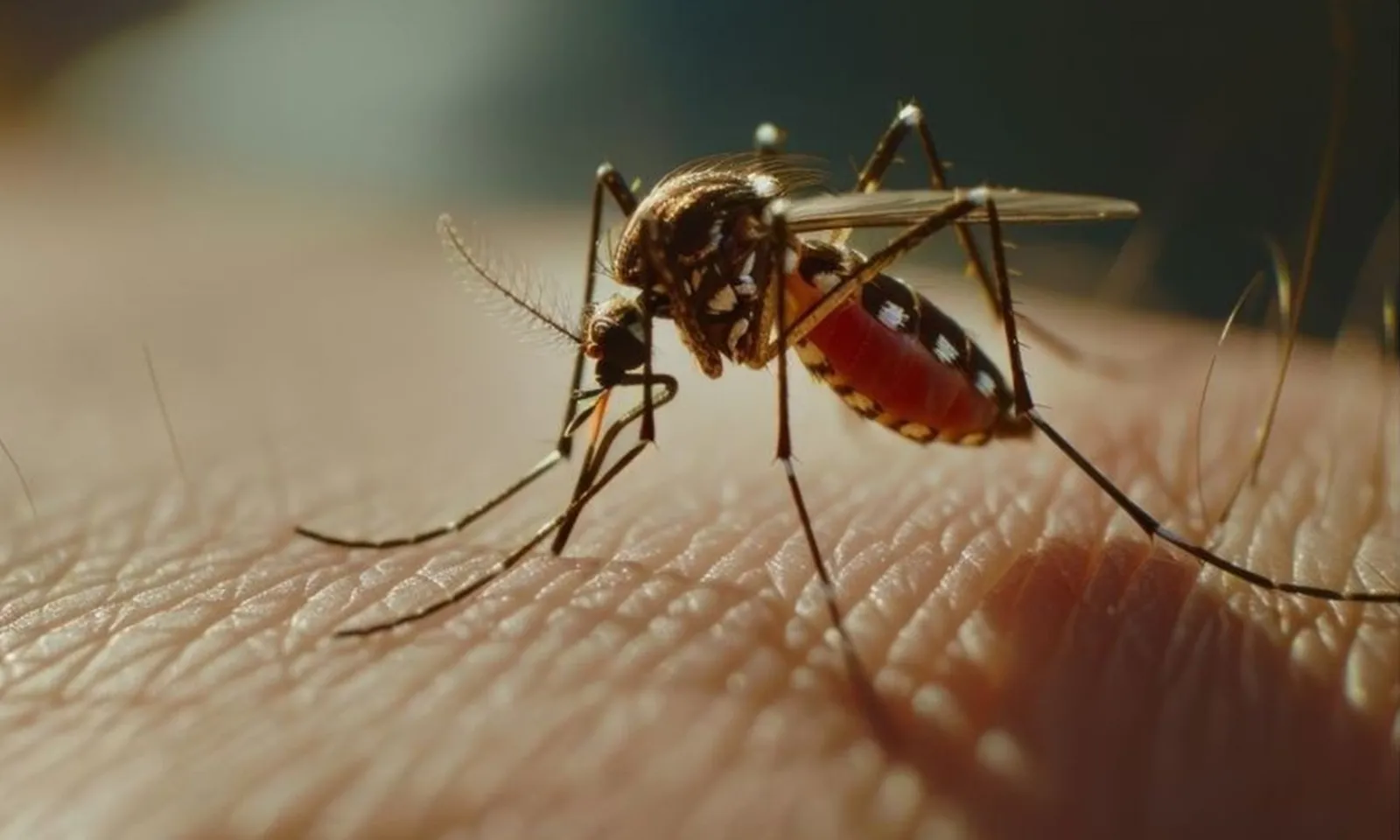 ‘Đi khom lưng’ – một triệu chứng đặc trưng của người mắc bệnh Chikungunya