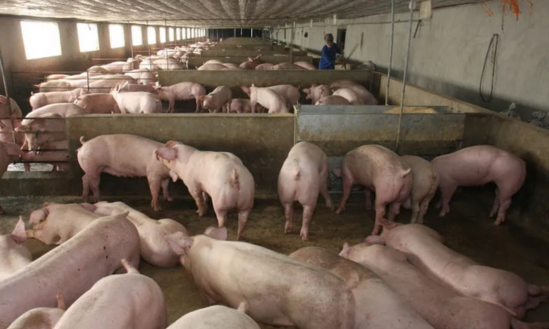 Cảnh báo nguy cơ từ chất tạo nạc trong chăn nuôi tại Việt Nam