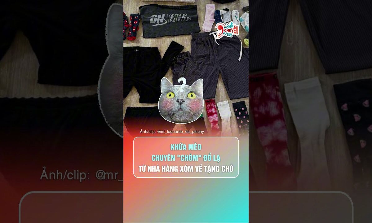 Dở khóc dở cười với chú mèo chuyên chôm đồ nhà hàng xóm