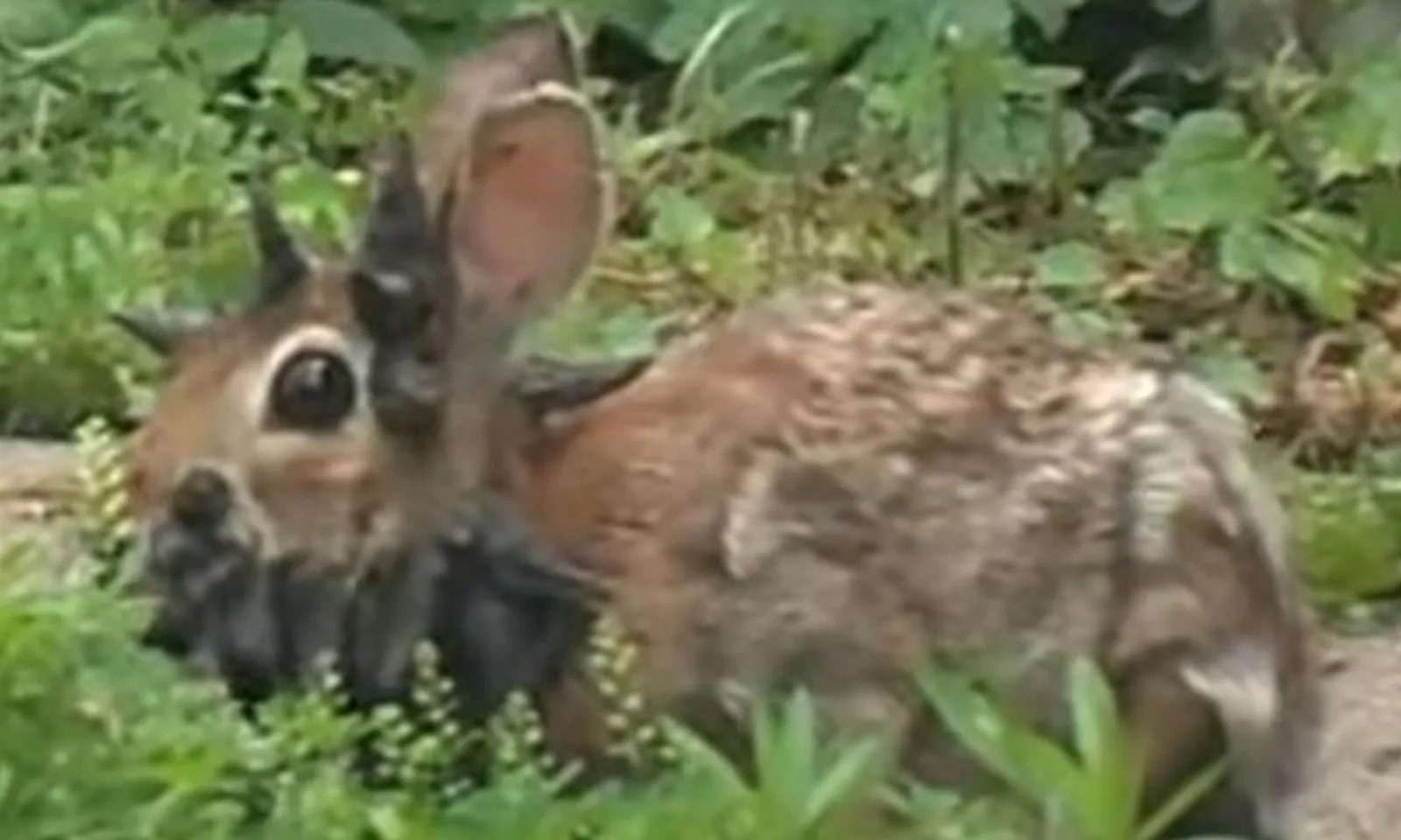 Mỹ cảnh báo người dân tránh xa những chú thỏ có gai mọc khắp đầu