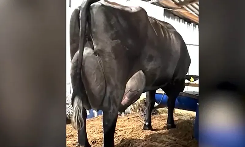 Con bò cái lập kỷ lục cho 343 lít sữa trong 3 ngày