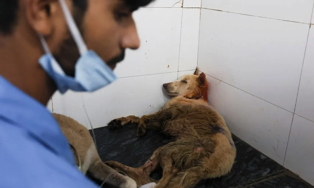 Tòa Tối cao Ấn Độ yêu cầu di dời toàn bộ chó hoang ở Delhi vào trại nuôi 