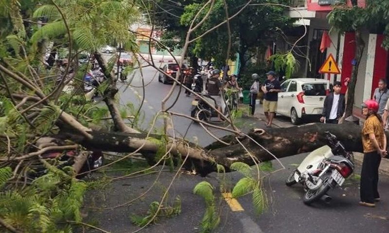 Cây phượng bật gốc trên đường Hàm Nghi, Quảng Trị đè trúng hai xe máy