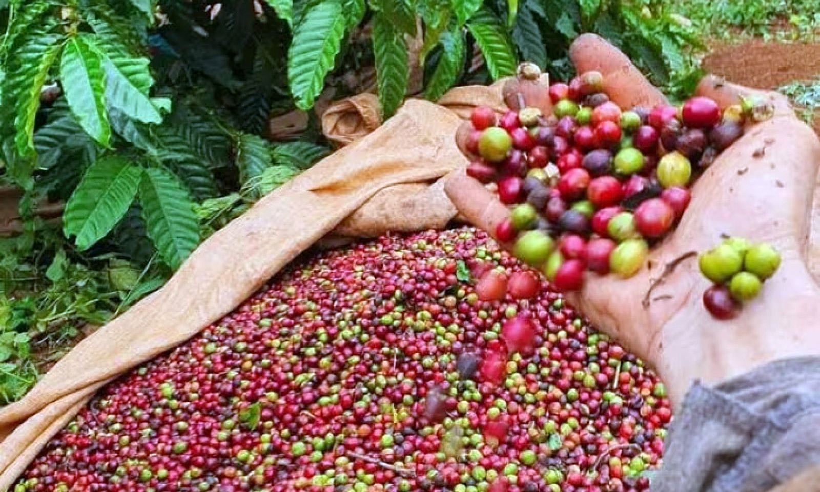 Giá cà phê và hồ tiêu duy trì ở mức cao, lúa gạo ổn định  