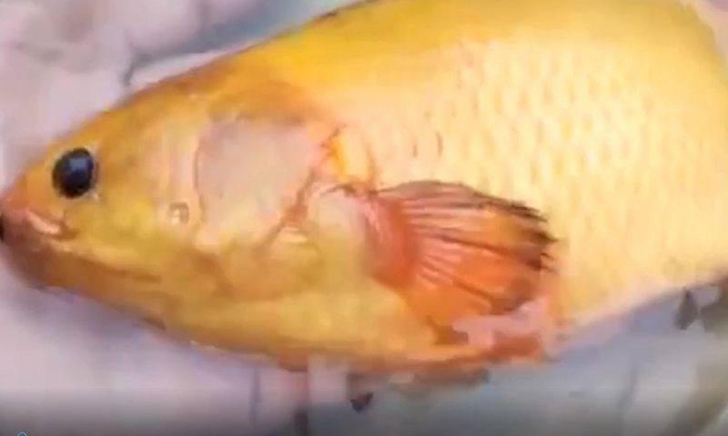 Clip: bắt được con cá rô vàng óng độc lạ ở kênh sau nhà