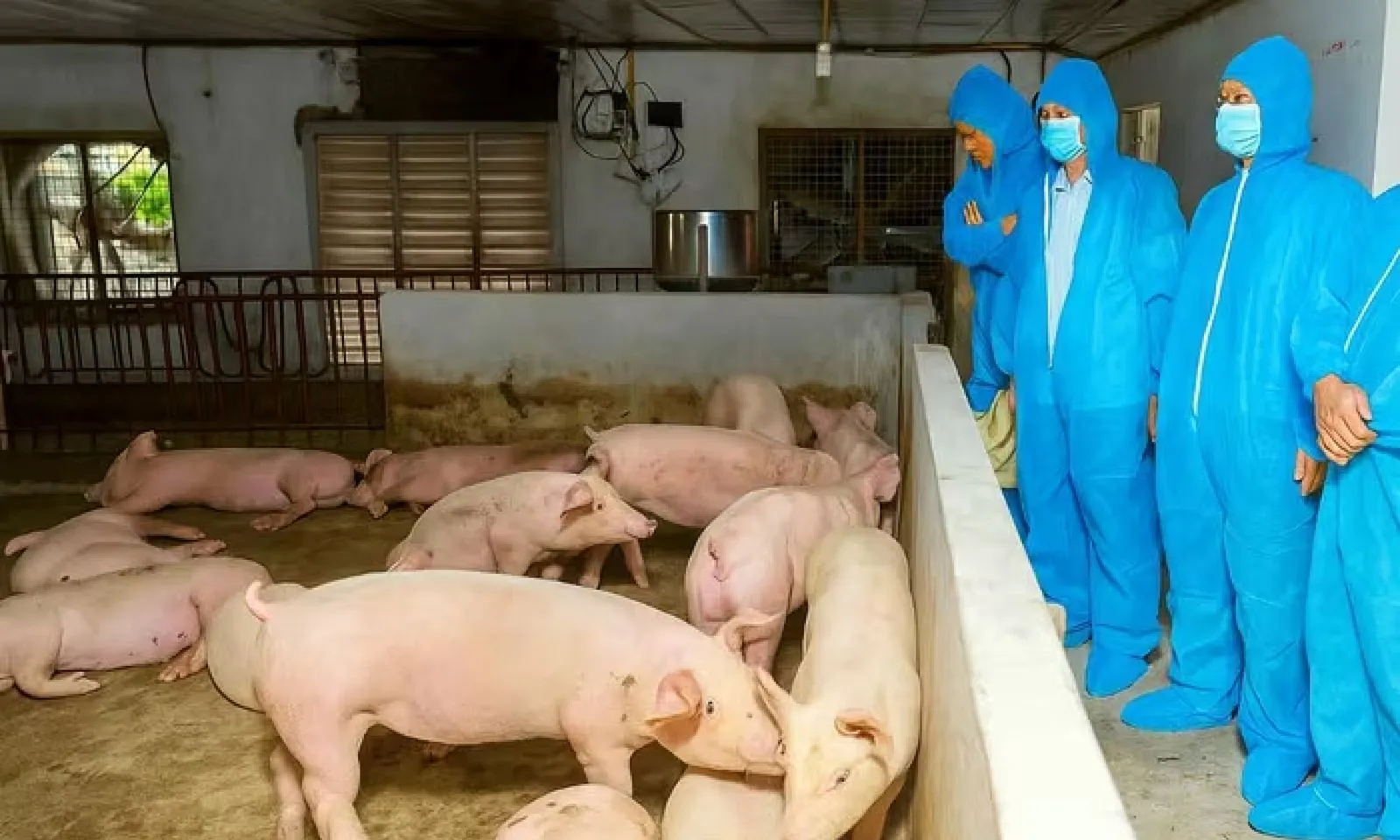 Ninh Bình tiêu hủy hơn 13.000 con heo do dịch tả châu Phi