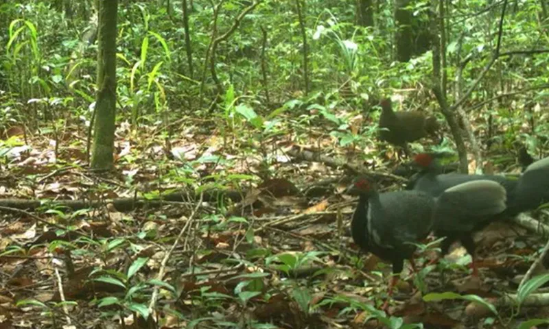 Vườn Quốc gia ở Đắk Lắk ghi nhận 17 điểm có gà lôi trắng