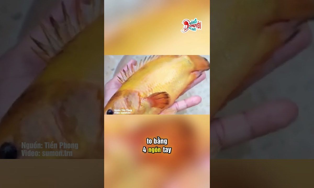 Cần thủ Cần Thơ câu được &quot;kỳ ngư&quot; hiếm lạ