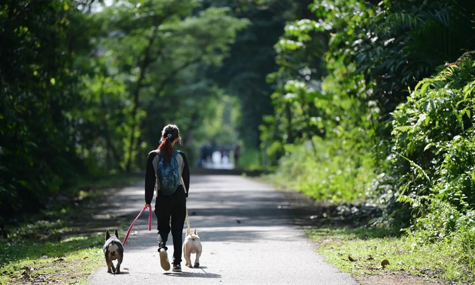 Khách sạn Trung Quốc triển khai dịch vụ cho khách thuê chó để bầu bạn