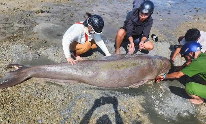 Cá nàng tiên quý hiếm gần 300kg dạt vào bờ biển Côn Đảo và chết 