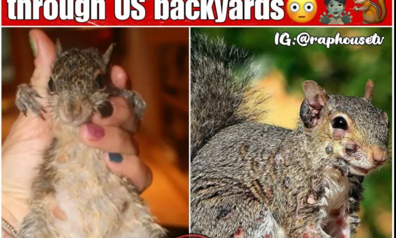 Người dân Mỹ lo ngại trước sự xuất hiện của sóc “thây ma” có khối u bất thường