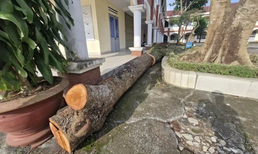 Lâm Đồng: Xử phạt hành chính trung tâm giáo dục vì cưa hạ cây xanh không phép