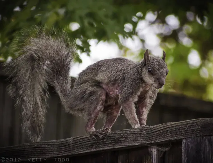 zombie-squirrel