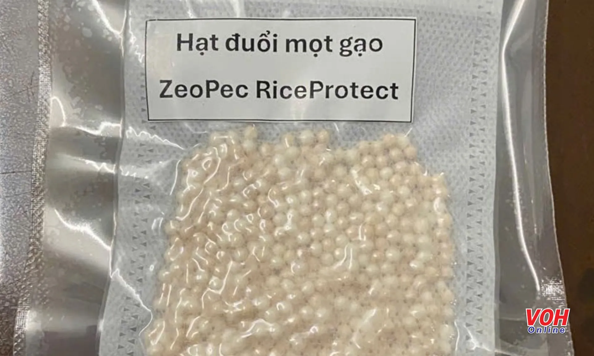 hat-duoi-mot-gao-210825