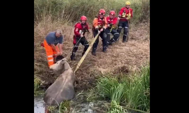Thêm một con bò đi giải nhiệt và mắc kẹt dưới kênh