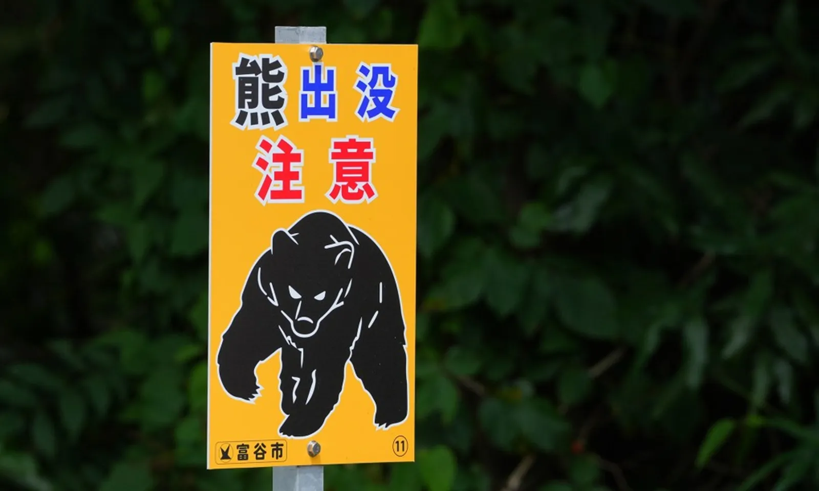 Nhật Bản: Con trai sát hại bố rồi ‘đổ tội’ cho… gấu