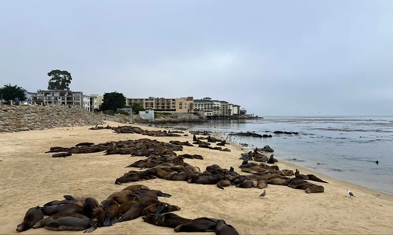 Hàng chục, đôi khi là hàng trăm con sư tử biển đã chiếm bãi biển San Carlos ở Monterey, California hàng năm trong những năm gần đây