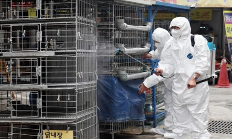 Hàn Quốc dừng nhập khẩu gia cầm từ Argentina do lo ngại về dịch bệnh