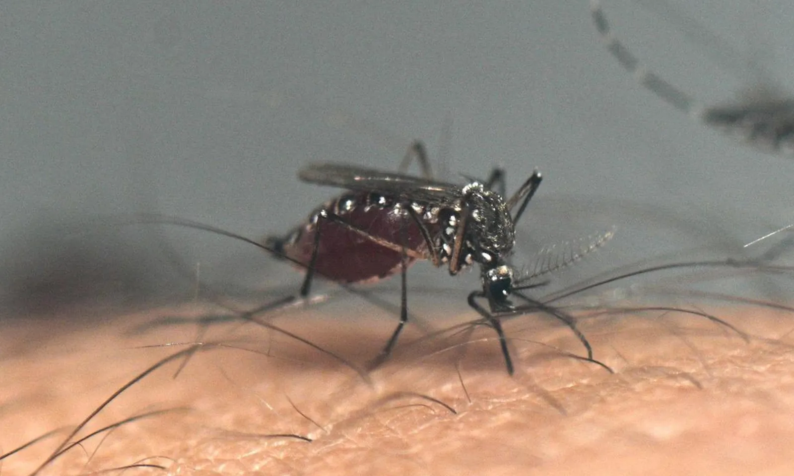 Mỹ tạm dừng tiêm vaccine Ixchiq ngừa chikungunya do tác dụng phụ nghiêm trọng