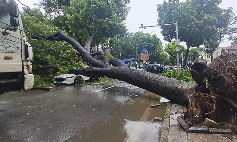 Cây xà cừ cổ thụ bật gốc, đè bẹp ô tô trước cổng Bệnh viện Xanh Pôn