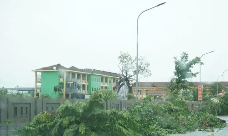 Cay xanh nga do 2025