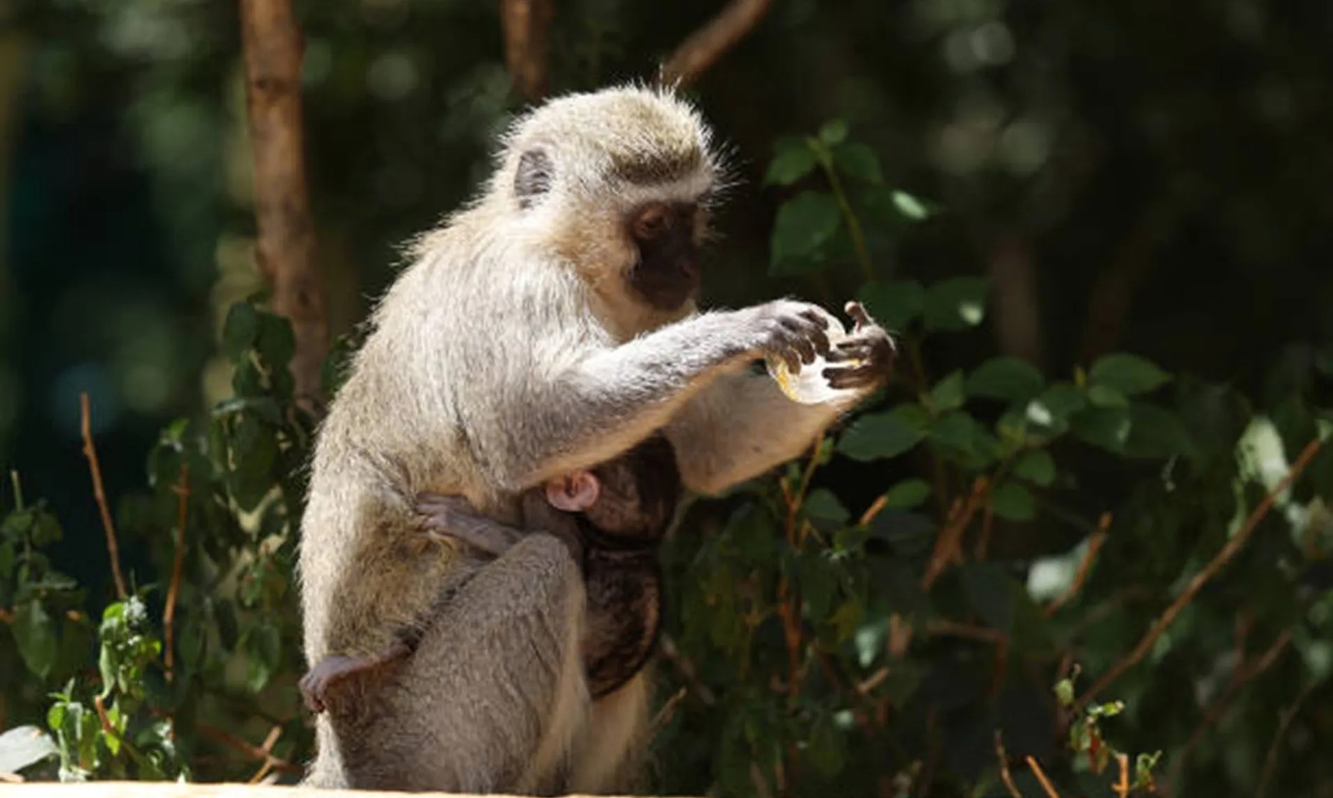 Chiều dài ngón cái phản ánh sự phát triển trí tuệ ở các loài linh trưởng