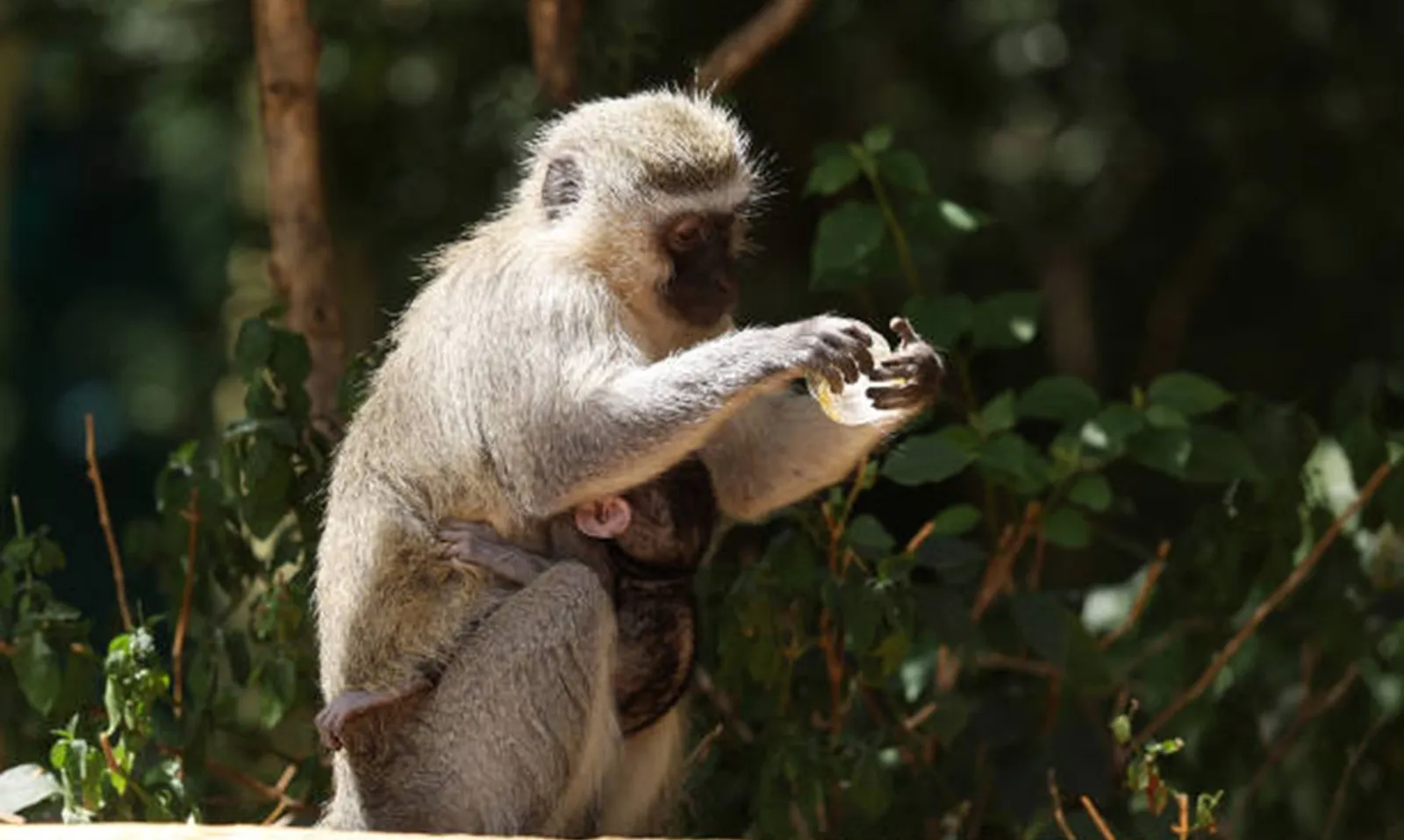 Chiều dài ngón cái phản ánh sự phát triển trí tuệ ở các loài linh trưởng