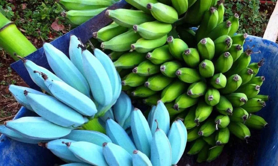 Chuối Blue Java: loại trái cây hiếm với hương vị kem vani gây sốt